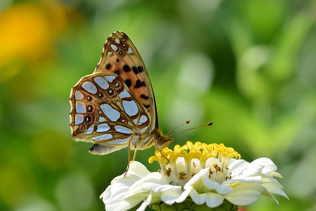 Event image Butterfly Bereavement Workshop with Grey Bruce Art Therapy & Assoc. and Oak & Acorn Psychotherapy